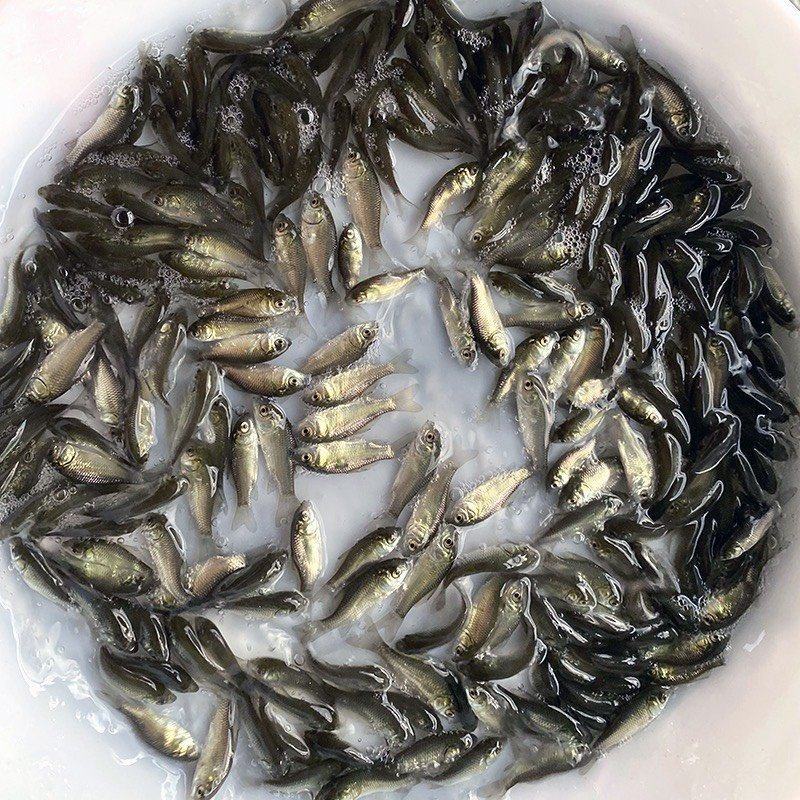 淡水养殖各种鱼苗:鲤鱼草鱼鲫鱼青鱼大头鱼规格齐全