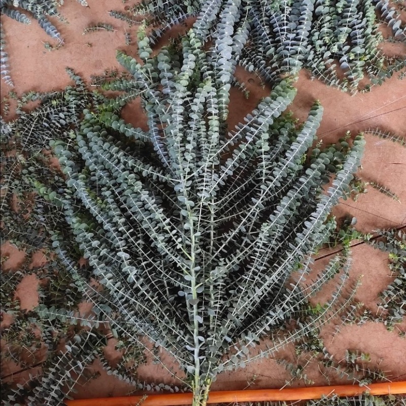 鲜切尤加利叶多枝尤加利小叶多枝鲜花配草配叶鲜花干花