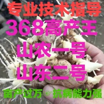 【热卖】368高产姜种专业技术指导【亩产过万抗病能力强】