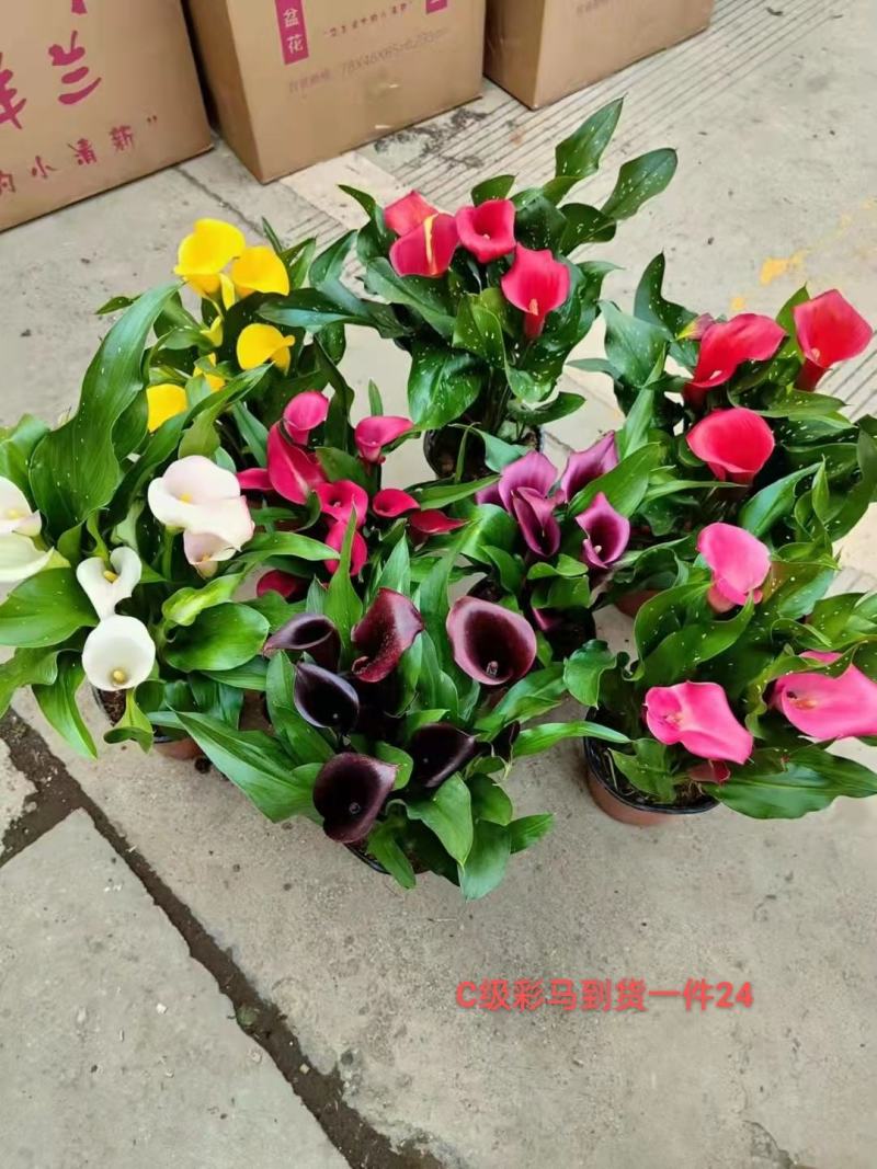 C级彩色马蹄莲一件24盆颜色漂亮状态好花头多真花基地直发