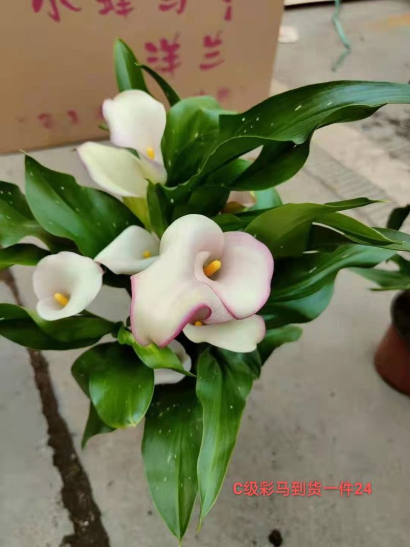 C级彩色马蹄莲一件24盆颜色漂亮状态好花头多真花基地直发