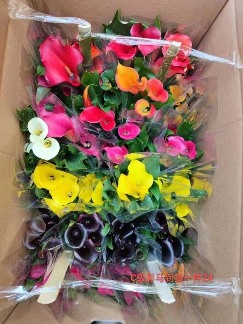 C级彩色马蹄莲一件24盆颜色漂亮状态好花头多真花基地直发