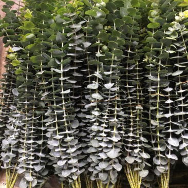 昆明网红植物尤加利叶干花鲜花永生花鲜花配草配叶草花批发