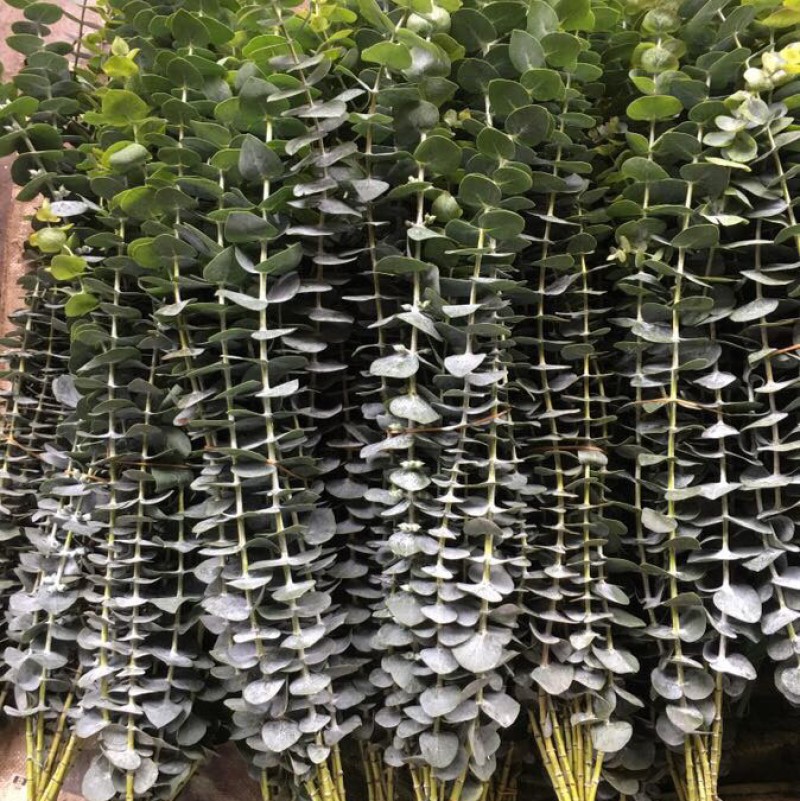 昆明网红植物尤加利叶干花鲜花永生花鲜花配草配叶草花批发