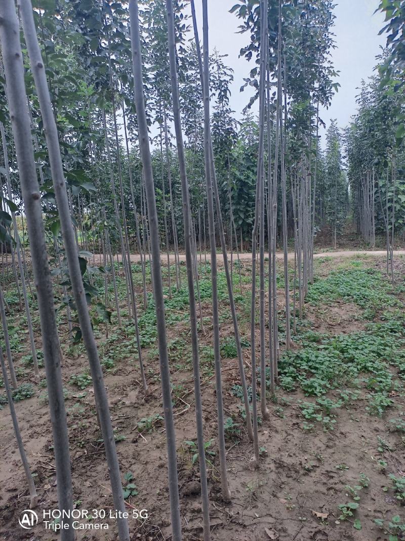 大量速生白蜡2-4公分欢迎新老客户前来订购
