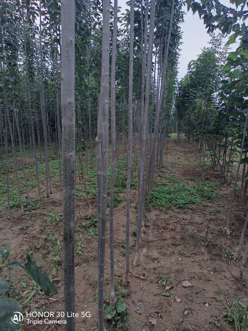 大量速生白蜡2-4公分欢迎新老客户前来订购