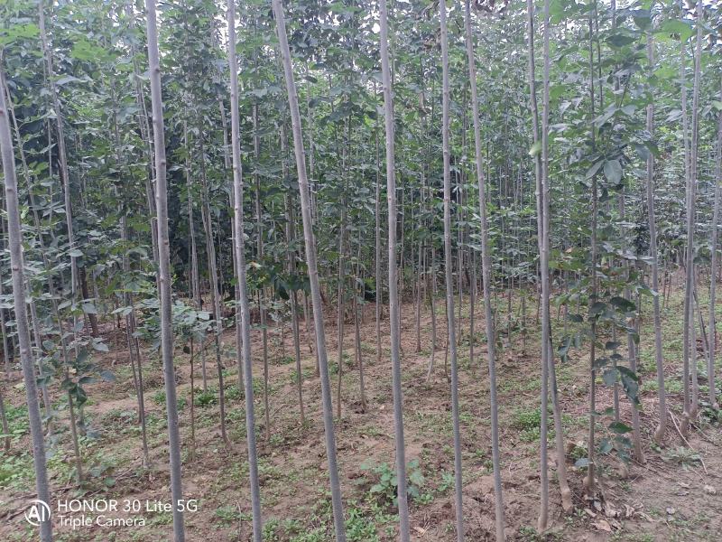 大量速生白蜡2-4公分欢迎新老客户前来订购