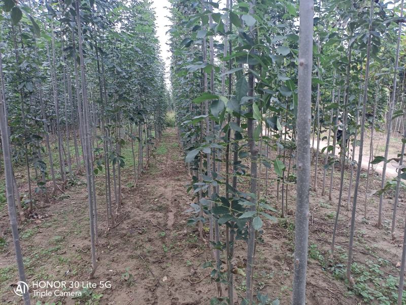 大量速生白蜡2-4公分欢迎新老客户前来订购