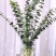 昆明网红植物尤加利叶干花鲜花永生花鲜花配草配叶草花批发