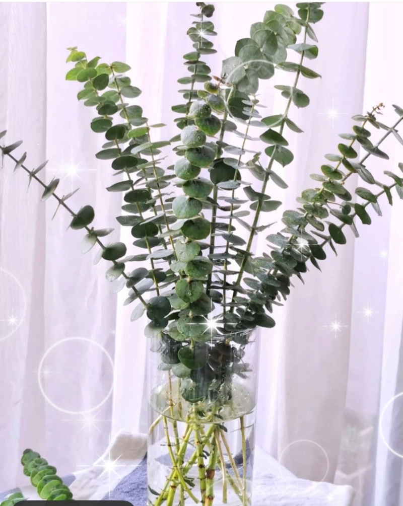 昆明网红植物尤加利叶干花鲜花永生花鲜花配草配叶草花批发