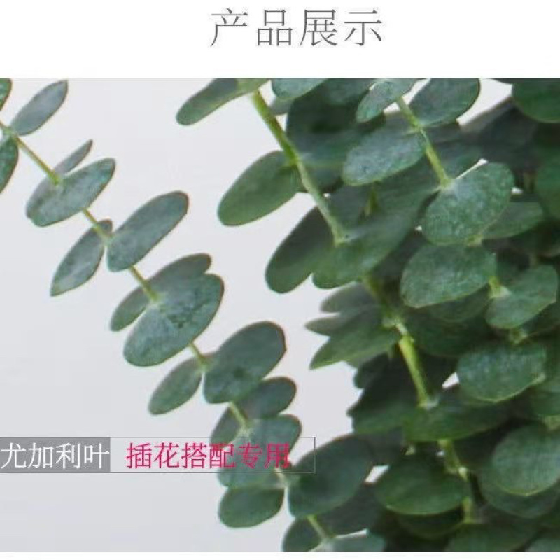 昆明网红植物尤加利叶干花鲜花永生花鲜花配草配叶草花批发