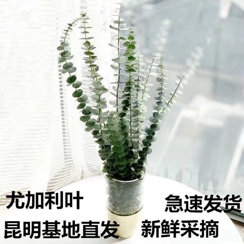 昆明网红植物尤加利叶干花鲜花永生花鲜花配草配叶草花批发
