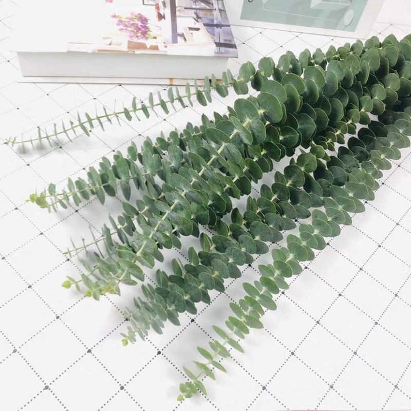 昆明网红植物尤加利叶干花鲜花永生花鲜花配草配叶草花批发