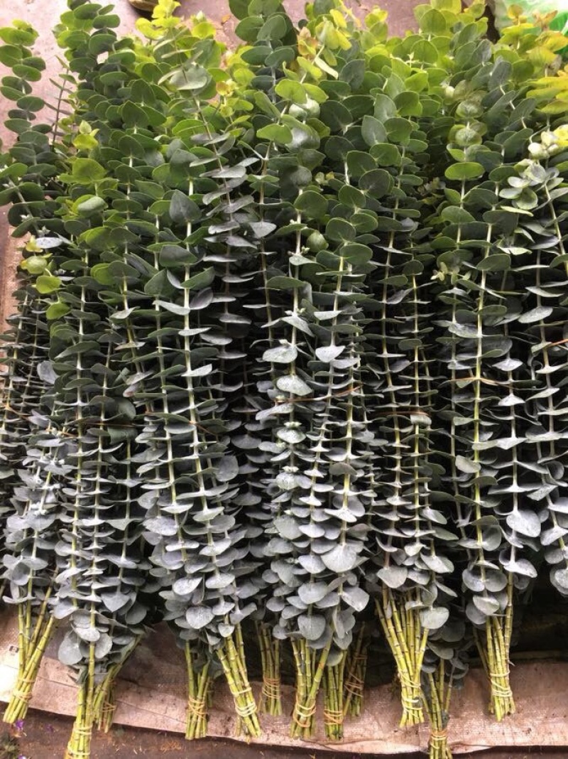 昆明网红植物尤加利叶干花鲜花永生花鲜花配草配叶草花批发