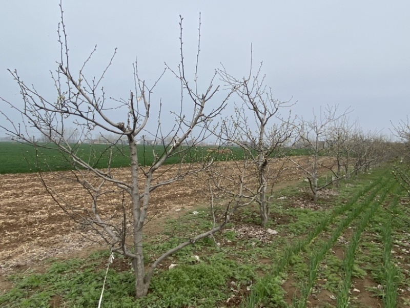 砀山梨树