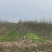 砀山梨树