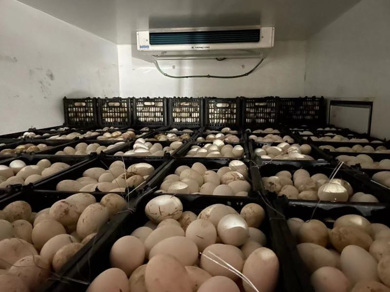 鹅苗孵化场供应脱温鹅苗疫苗做好厂家直销