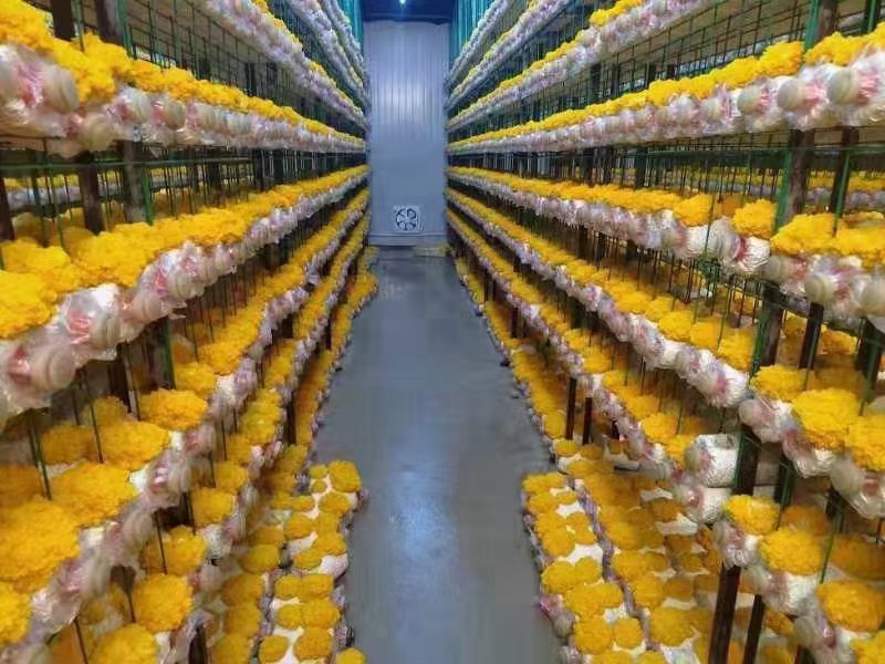 贵州黔裕农金耳种植基地，技术转让，回收，包养殖设备