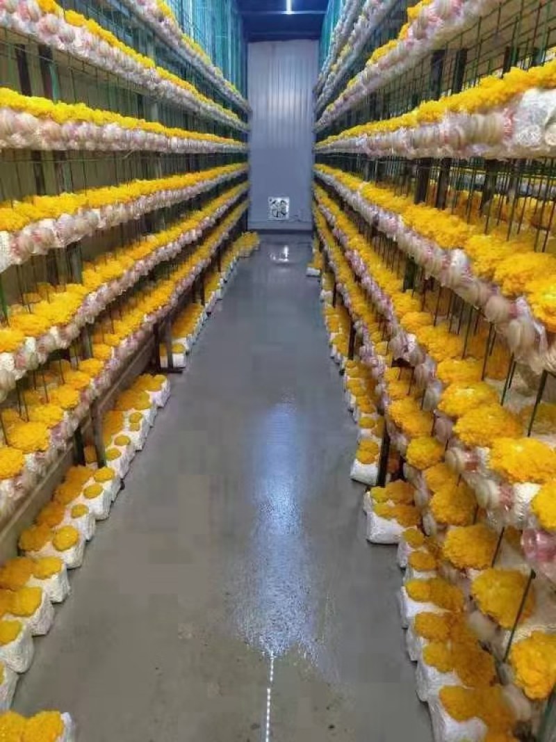 贵州黔裕农金耳种植基地，技术转让，回收，包养殖设备