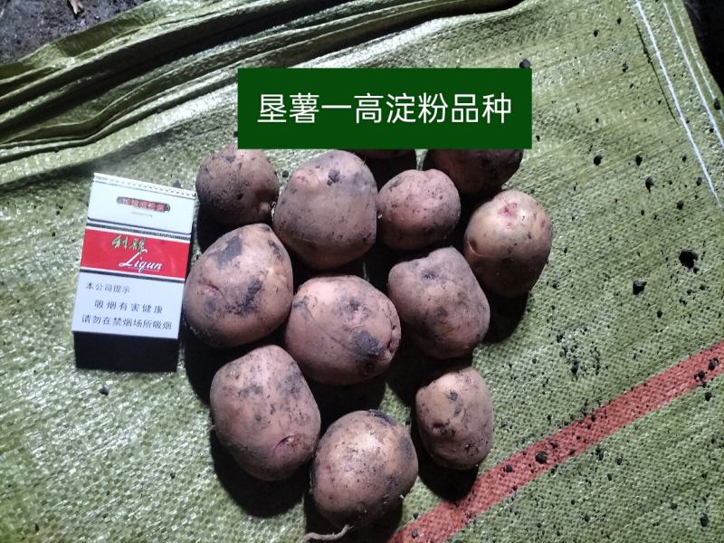 垦薯一号