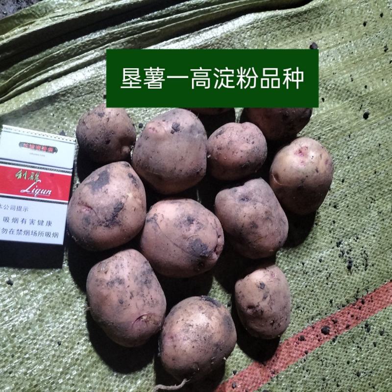 垦薯一号
