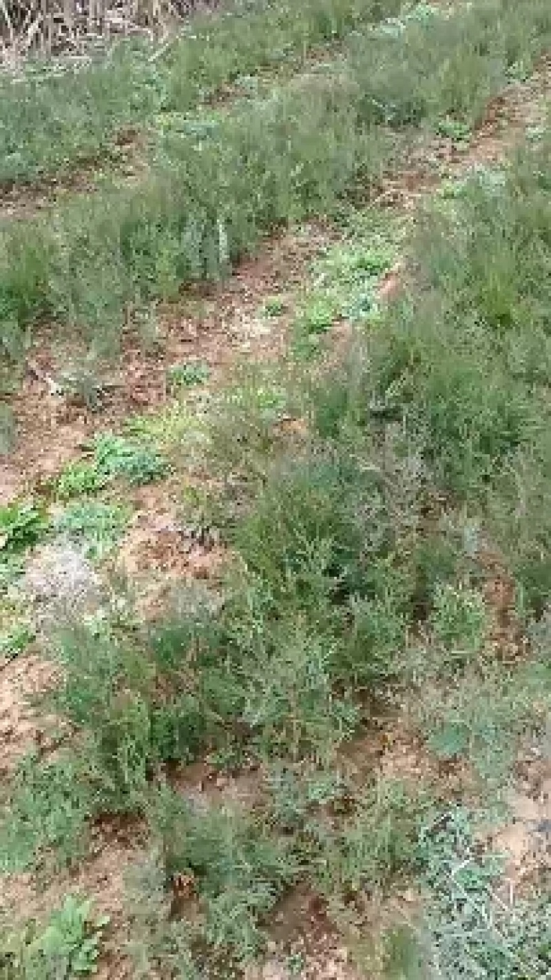 黄柏苗是中药材皮用去苦寒清热燥湿去火一手贷原大量出售