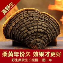 西藏野生桑黄桑树中药桑黄灵芝金边桑黄灵芝金边桑黄切块食药
