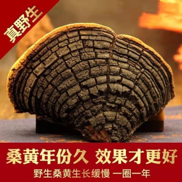 西藏野生桑黄桑树中药桑黄灵芝金边桑黄灵芝金边桑黄切块食药