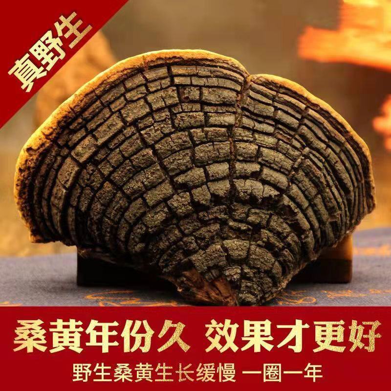 西藏野生桑黄桑树中药桑黄灵芝金边桑黄灵芝金边桑黄切块食药