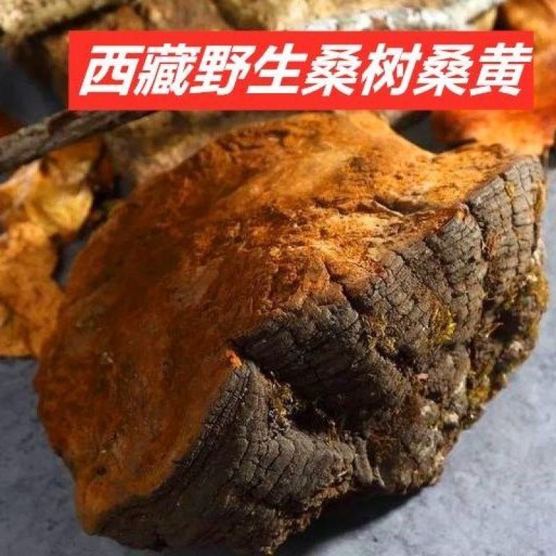 西藏野生桑黄桑树中药桑黄灵芝金边桑黄灵芝金边桑黄切块食药