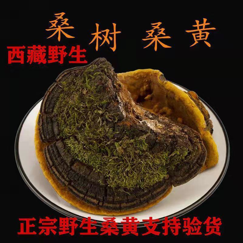 西藏野生桑黄桑树中药桑黄灵芝金边桑黄灵芝金边桑黄切块食药