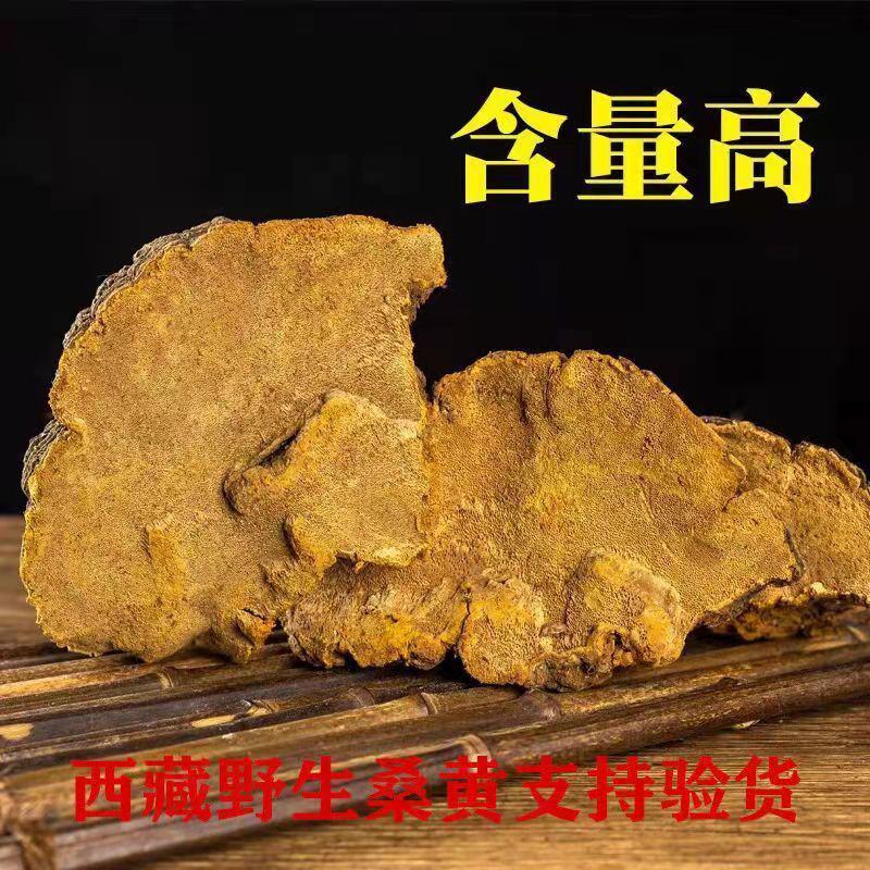 西藏野生桑黄桑树中药桑黄灵芝金边桑黄灵芝金边桑黄切块食药