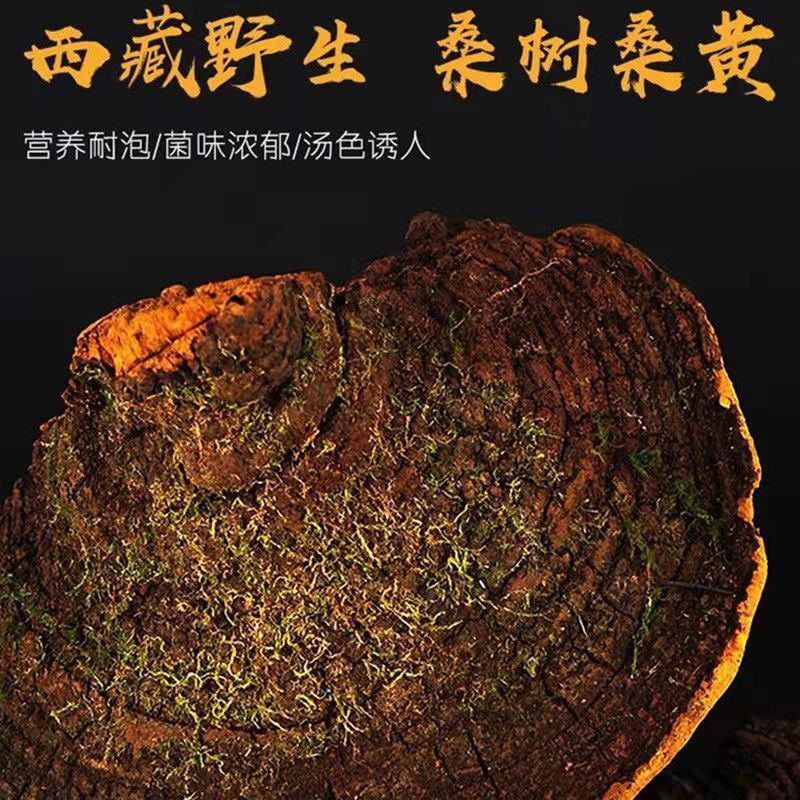 西藏野生桑黄桑树中药桑黄灵芝金边桑黄灵芝金边桑黄切块食药