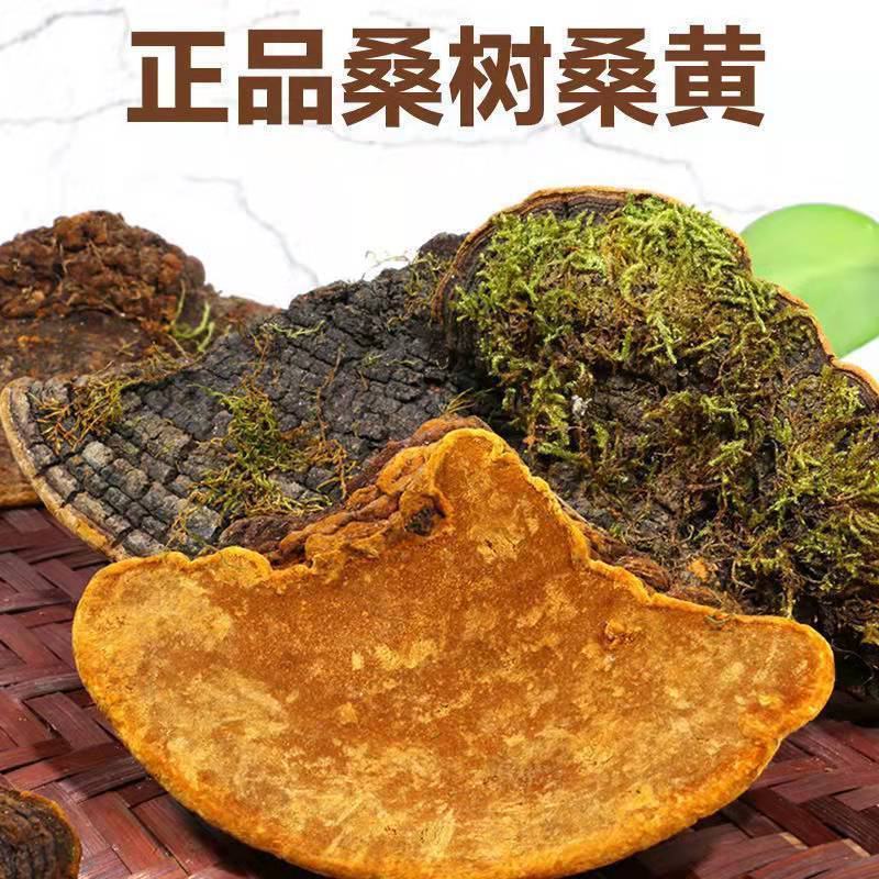 西藏野生桑黄桑树中药桑黄灵芝金边桑黄灵芝金边桑黄切块食药
