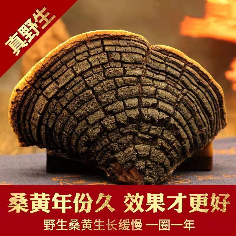 西藏野生桑黄桑树中药桑黄灵芝金边桑黄灵芝金边桑黄切块食药