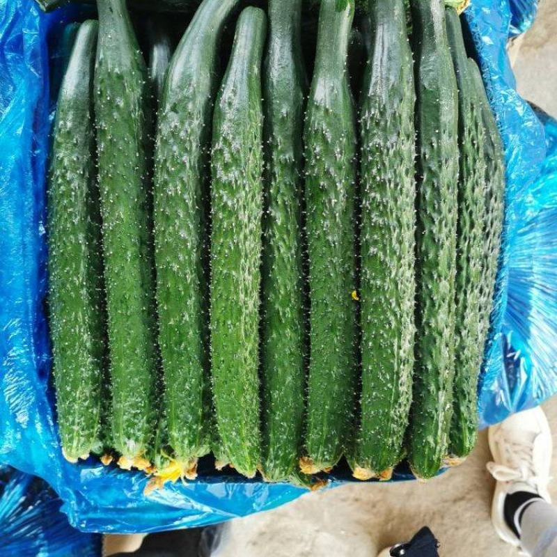 夏邑县精品黄瓜大量上市一手货源产地直发欢迎老板咨询采购