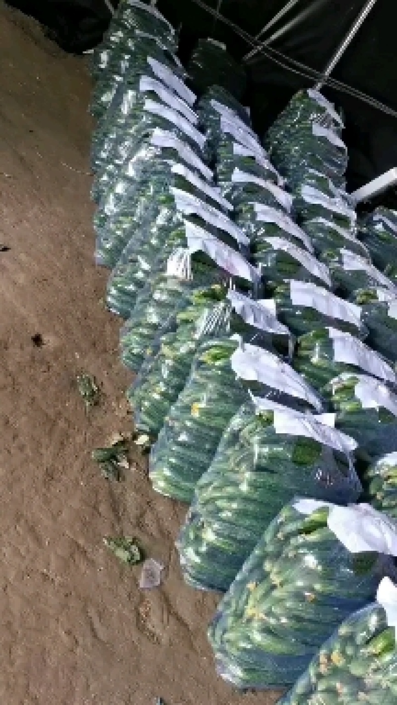 夏邑县精品黄瓜大量上市一手货源产地直发欢迎老板咨询采购
