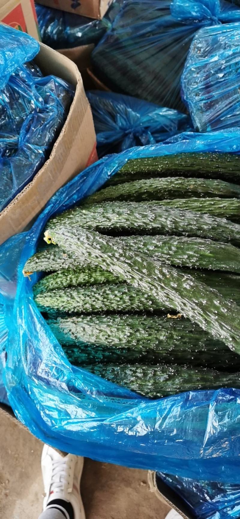 夏邑县精品黄瓜大量上市一手货源产地直发欢迎老板咨询采购