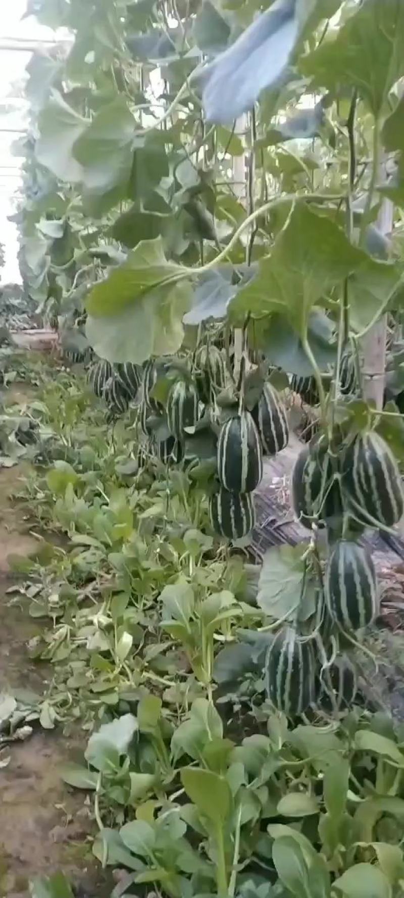 【博洋系列】精品博洋九一甜大量上市现摘现发欢迎采购