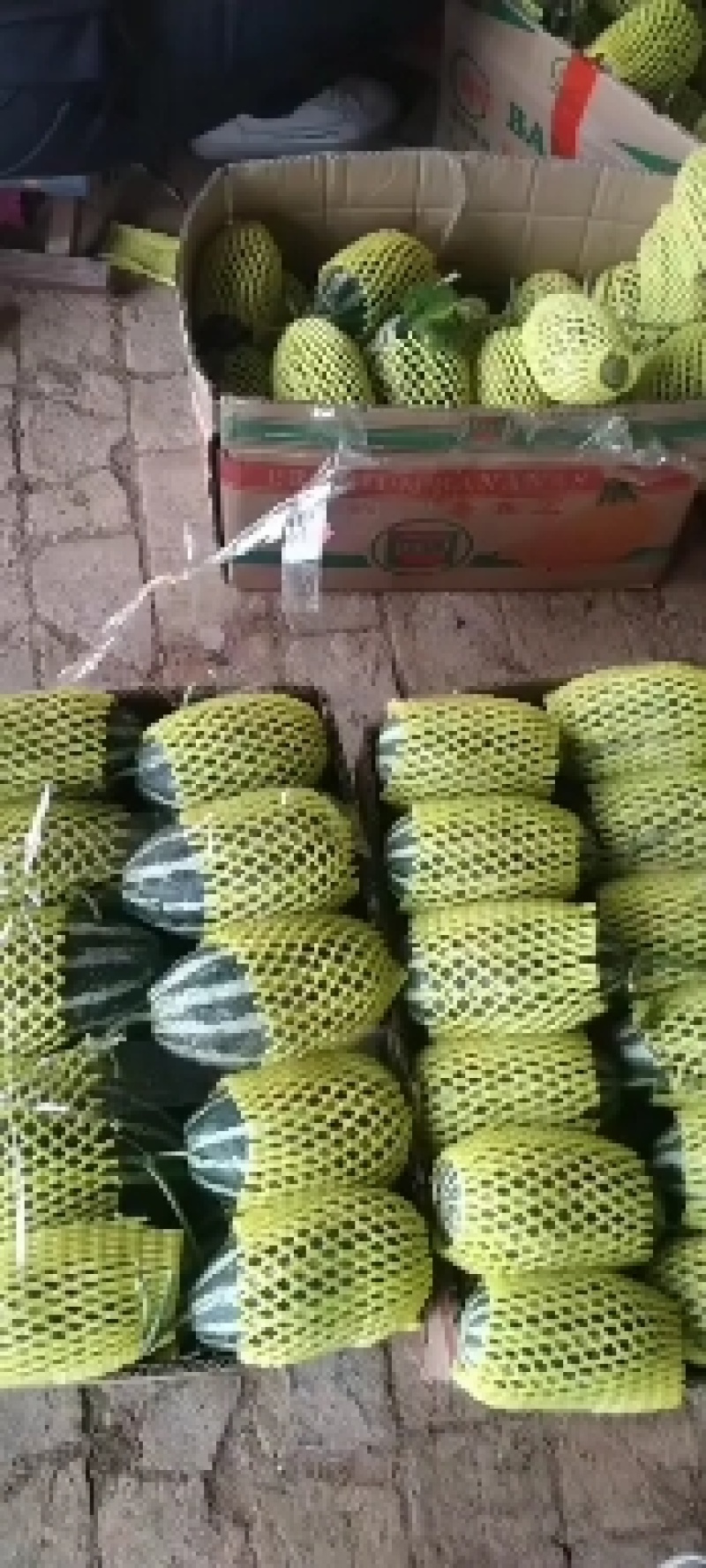 【博洋系列】精品博洋九一甜大量上市现摘现发欢迎采购