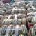 【博洋系列】精品博洋九一甜大量上市现摘现发欢迎采购