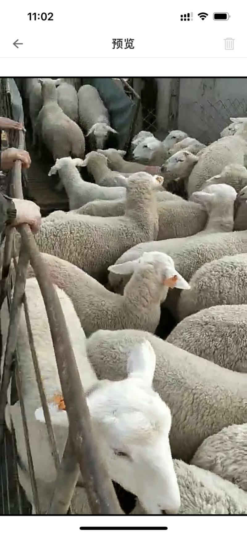 澳洲白头胎怀孕大母羊，适应环境能力好，品种纯正