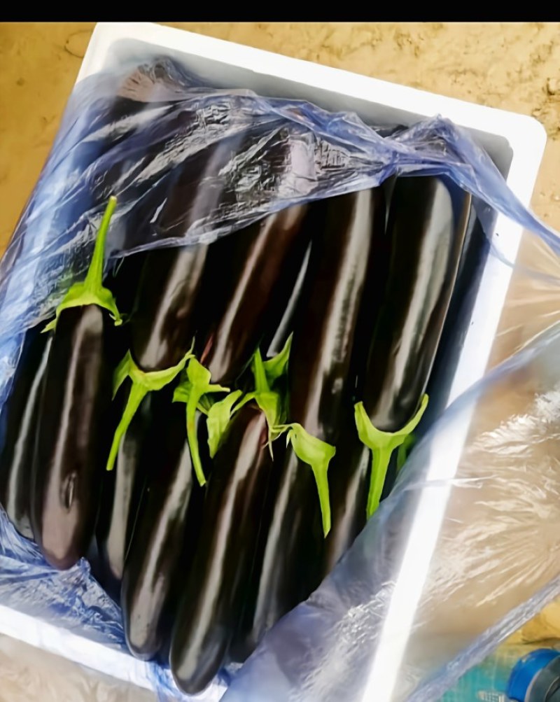 攀枝花市米易县丙谷镇茄子