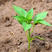 圆椒苗，本品种适宜生长温度为15-32度。抗病性好。