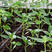 圆椒苗，本品种适宜生长温度为15-32度。抗病性好。