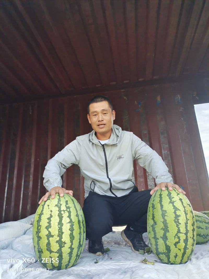 绿皮金城五号西瓜，大红瓤，口感脆，深受市场欢迎