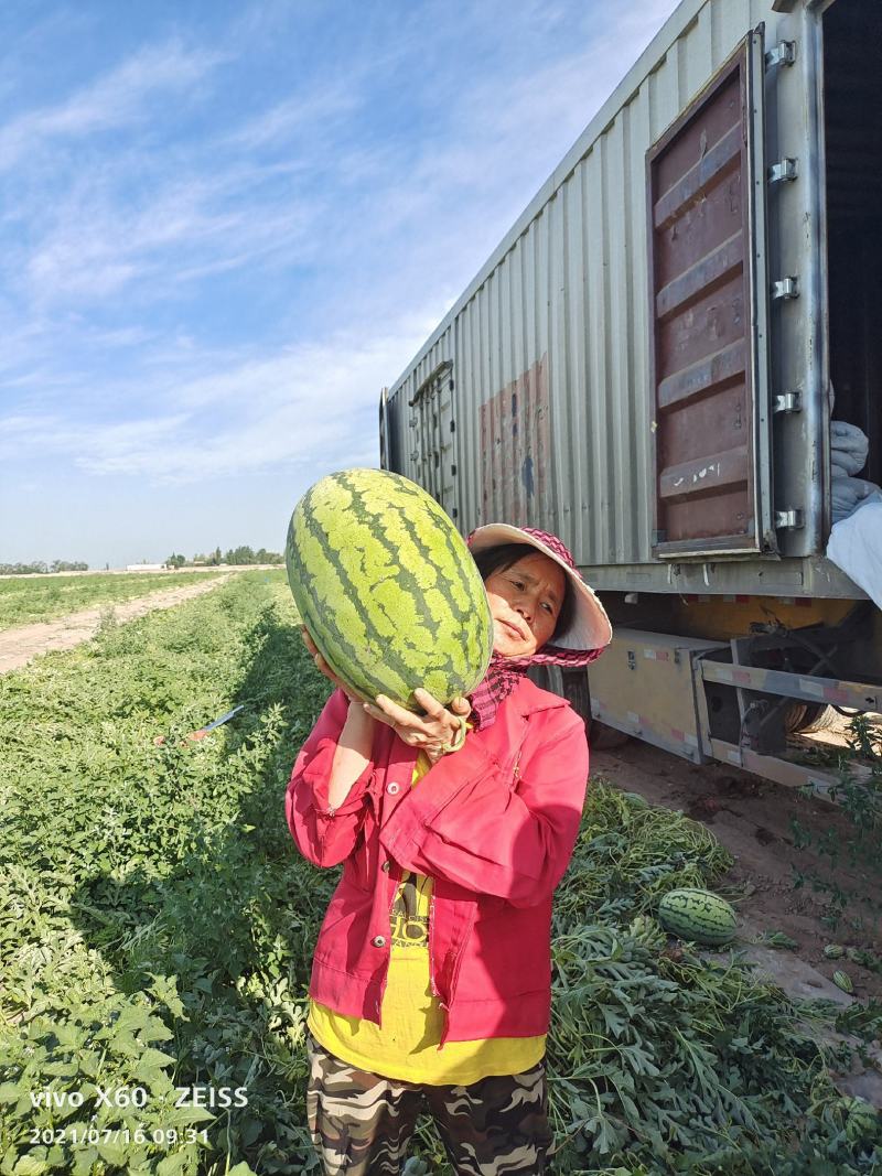 绿皮金城五号西瓜，大红瓤，口感脆，深受市场欢迎