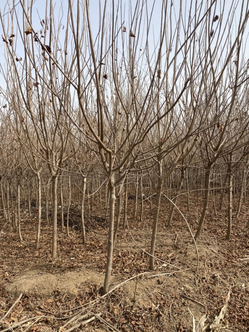 黄栌苗3公分到4公分价格优惠数量多规格齐全
