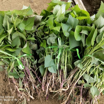 山东佳盈薯业大量出货品种齐全量大欢迎前来选购