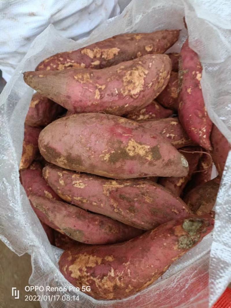加工厂西瓜红